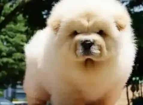松狮犬|松狮犬什么时候开始注射疫苗