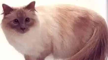 猫猫过敏吃什么药 什么原因导致过敏 | 伯曼猫