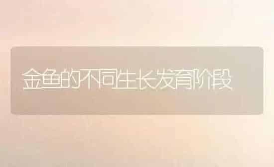 金鱼的不同生长发育阶段 | 鱼类宠物