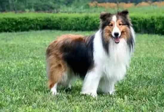 喜乐蒂|喜乐蒂犬能吃婴儿米粉吗 求指教