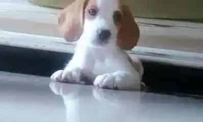比格犬|医生教你如何解决为比格犬滴眼药水的难题