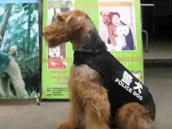 万能梗要做尾巴么 万能梗做尾巴的步骤