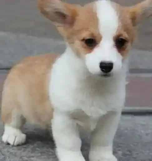 柯基犬|柯基犬最近大把大把掉毛是怎么了