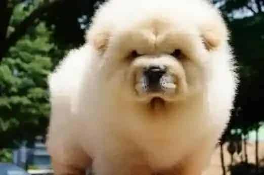 松狮犬|松狮犬全身大量掉毛是怎么回事