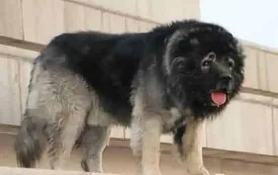 高加索犬|家庭护理丛书 面对高加索犬的耳垢问题应如何是好