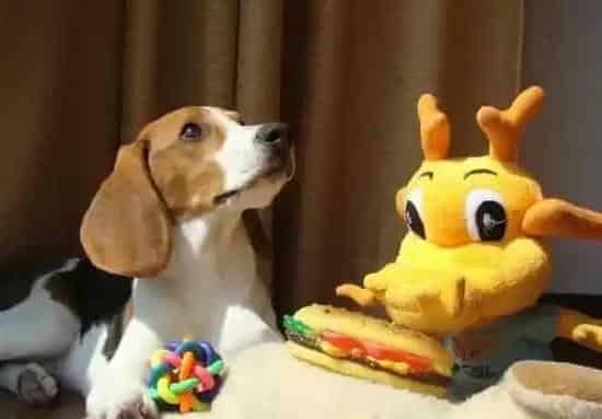 比格犬|主人必须要了解的15种危害比格犬健康的食物
