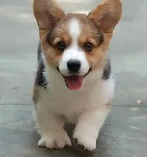 柯基犬|在喂养柯基犬的方法中有哪些值得借用
