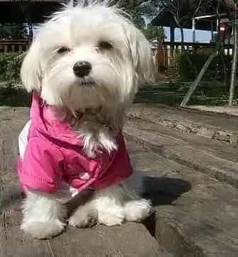 马尔济斯|马尔济斯犬洗完澡可以直接打疫苗吗