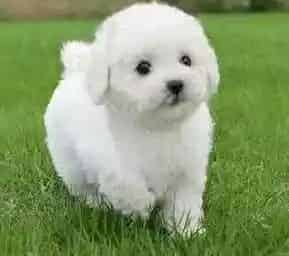 比熊犬|比熊犬从小就肠胃消化不好怎么调理