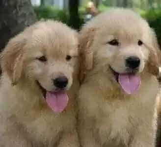 金毛|培养金毛犬成为一个有教养的宠物标准