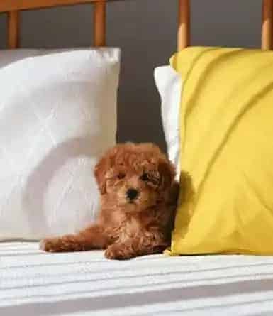 贵宾犬感冒吃什么药 感冒预防治疗的方法 | 贵宾犬