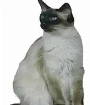  巴厘猫的习性 它的个性比较活跃 |  巴厘猫