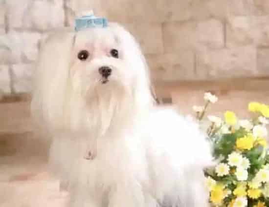 马尔济斯|马尔济斯犬一兴奋就会漏尿怎么纠正