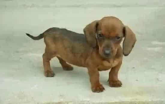 腊肠犬|怎样培养主人与腊肠犬的感情