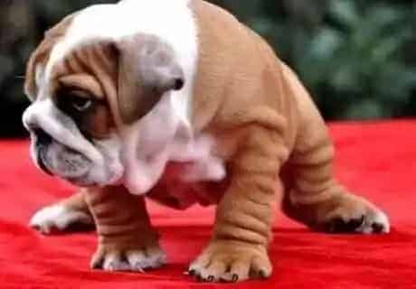 英国斗牛犬|给斗牛犬选择优质洗毛剂的小秘籍