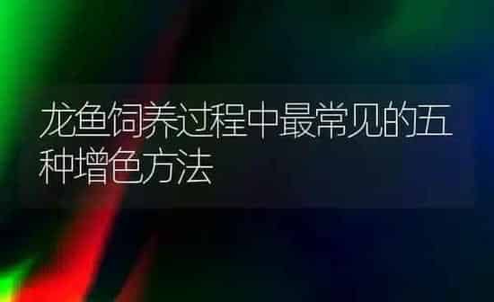 龙鱼饲养过程中最常见的五种增色方法 | 鱼类宠物