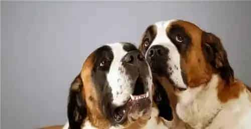圣伯纳犬体味程度 圣伯纳犬会有一些体味 | 圣伯纳犬
