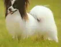 蝴蝶犬|蝴蝶犬性格活泼好动 怎么训练它乖乖进窝睡觉