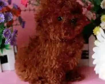 贵宾犬|贵宾犬发育宝可以放冰箱保存吗 如何保存更好呢