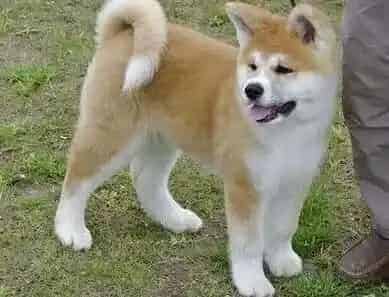 秋田犬|麻烦大家告诉一下怎样治疗秋田犬的肠炎疾病
