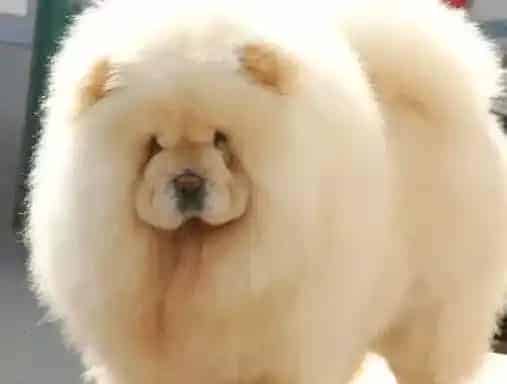 松狮犬|三种方法让松狮犬不知不觉的把药吃了
