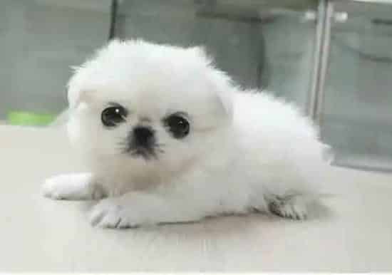 京巴狗|京巴犬配种后食欲变差怎么解决