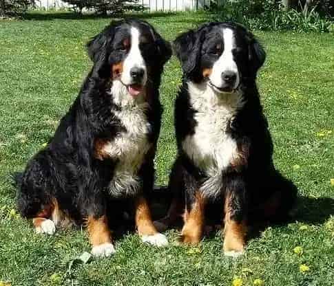 伯恩山犬|易胖体质的伯恩山犬吃什么好