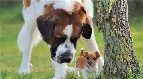 圣伯纳犬体味程度 圣伯纳犬会有一些体味 | 圣伯纳犬