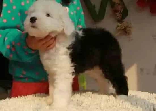 古代牧羊犬|古代牧羊犬腿上红了两块奇痒无比，求治愈
