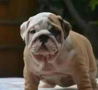 英国斗牛犬|应该如何正确的给斗牛犬选择食物