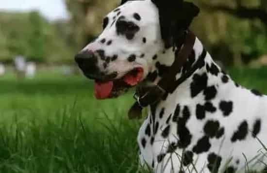 斑点狗|斑点狗狗生活中必不可少的七种用品