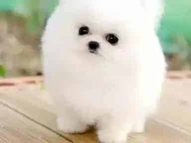 博美犬|换毛期间的博美犬不爱吃饭是怎么回事