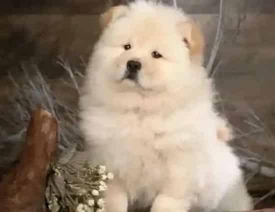 松狮犬|怎样训练松狮犬拒绝陌生人给的食物