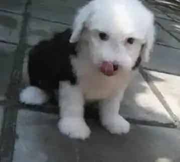 古代牧羊犬|让古代牧羊犬远离挑食的好提议