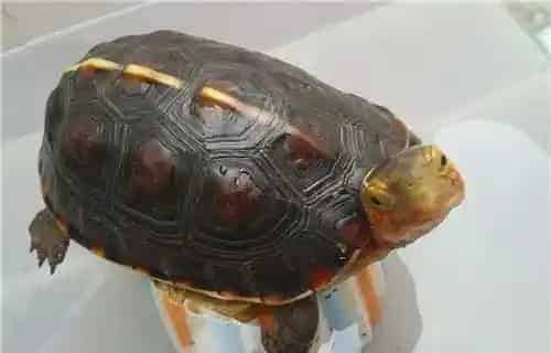 黄缘龟寿命 寿命一般为40年到60年不等 | 黄缘龟