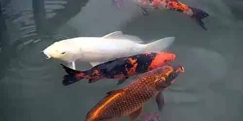 锦鲤鱼养殖管理 尽量多投植物性饵料 | 锦鲤