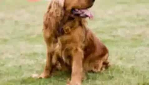 可卡犬|美容大王之可卡犬修剪指甲的美容秘籍