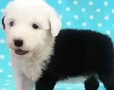 古代牧羊犬|针对古代牧羊犬拉稀的解决方法