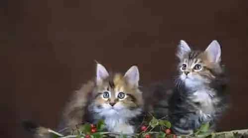 缅因猫拉肚子吃什么药 拉肚子有什么原因 | 缅因猫