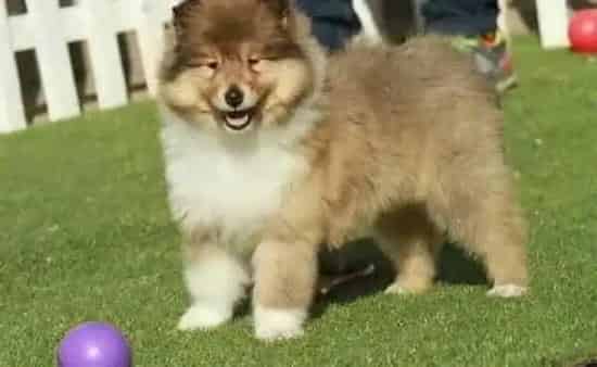 苏格兰牧羊犬|母苏格兰牧羊犬交配一次就会怀孕么