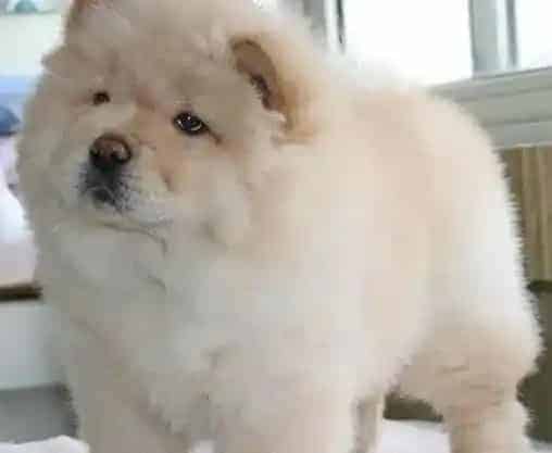 松狮犬|眼部护理技巧 如何给松狮犬点眼药水
