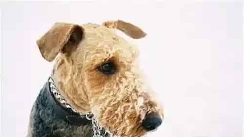 万能梗犬好养吗 万能梗还是比较好养的狗狗 | 万能梗