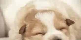 狗狗绦虫怎么治 豆状带绦虫的主要症状 | 狗