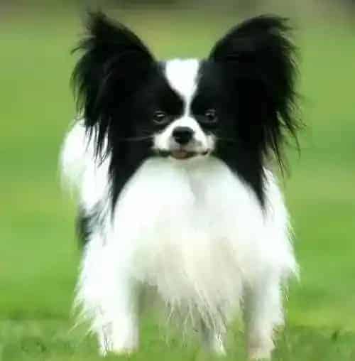 蝴蝶犬|想要蝴蝶犬健康成长不可少的四个饲养技巧