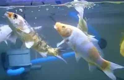 家庭怎样养锦鲤 饲养锦鲤的注意事项