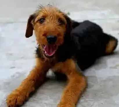 万能梗犬好养吗 万能梗还是比较好养的狗狗 | 万能梗