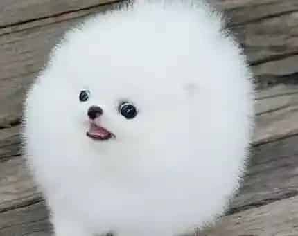 博美犬|博美犬处在离乳期时应该怎样进行饲喂