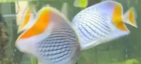 红尾蝶饲养环境 可适当种植一些珊瑚礁