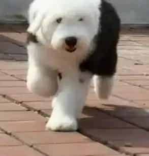 古代牧羊犬|古代牧羊犬走后腿长了个硬疙瘩是怎么回事