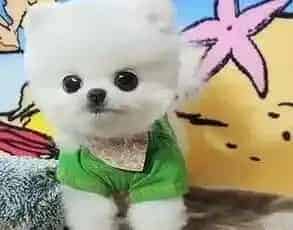 博美犬|博美犬鼻头周围发红掉毛是怎么回事